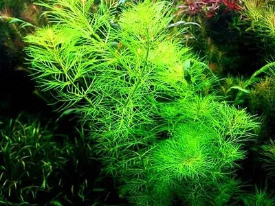 Myriophyllum aquaticum var. santacatarinense