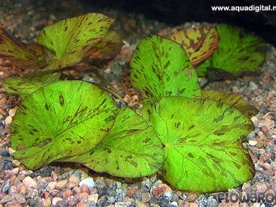 Nymphaea lotus 'grün'