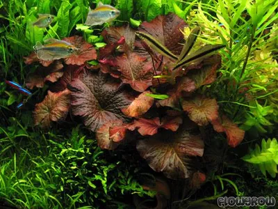 Nymphaea lotus 'rot'