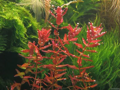 Rotala macrandra 'Butterfly'