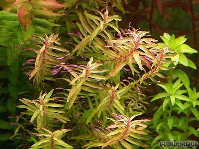 Rotala macrandra 'Green Narrow Leaf'