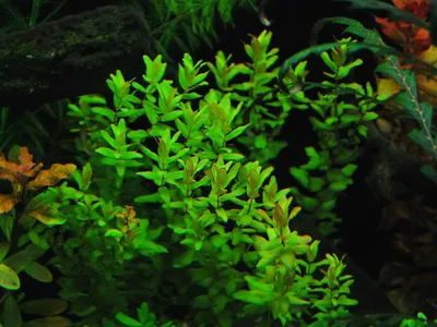 Rotala macrandra 'Green'