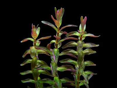Rotala macrandra 'Mini Type 2'