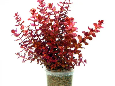 Rotala macrandra 'Mini Type 4'
