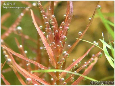 Rotala macrandra 'Narrow Leaf'
