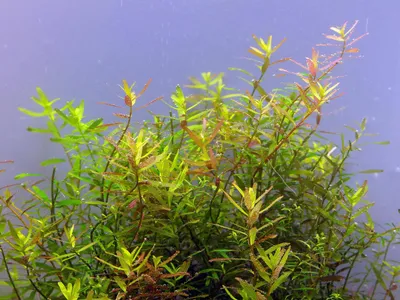 Rotala rotundifolia 'Ceylon'