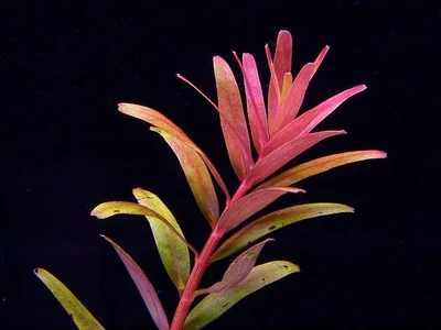 Rotala rotundifolia 'Colorata'