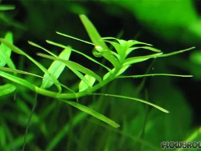 Rotala rotundifolia 'Green'