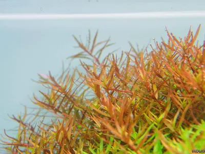 Rotala rotundifolia 'H'Ra' ('Gia Lai')