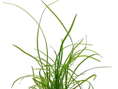 Sagittaria subulata 'Needle'