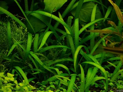 Sagittaria subulata 'Pusilla'