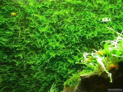 Taxiphyllum alternans 'Taiwan Moss'