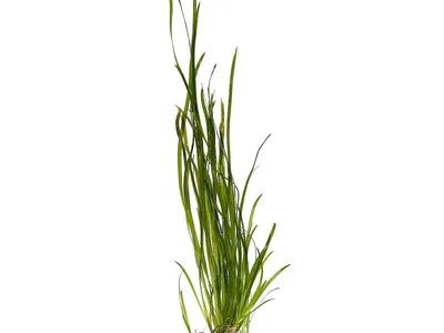 Vallisneria nana 'Tiger'