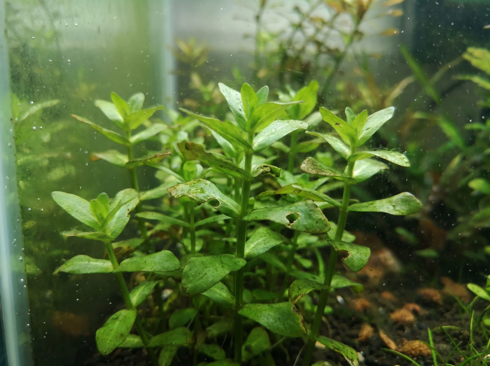 Creeping Spotflower