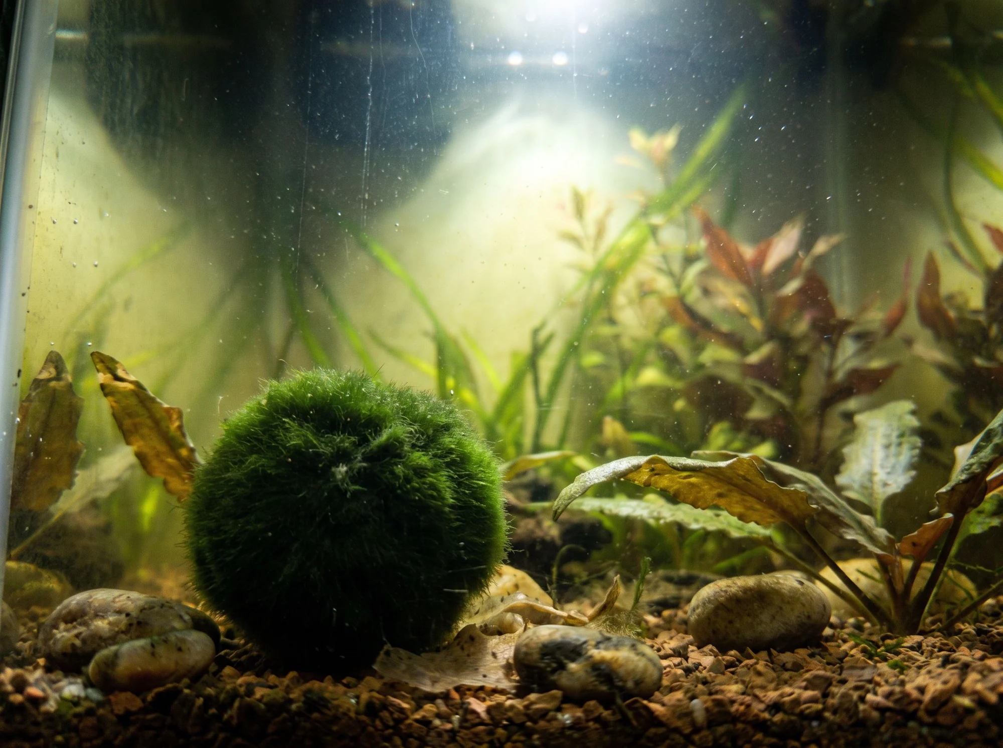 Bola de musgo marimo