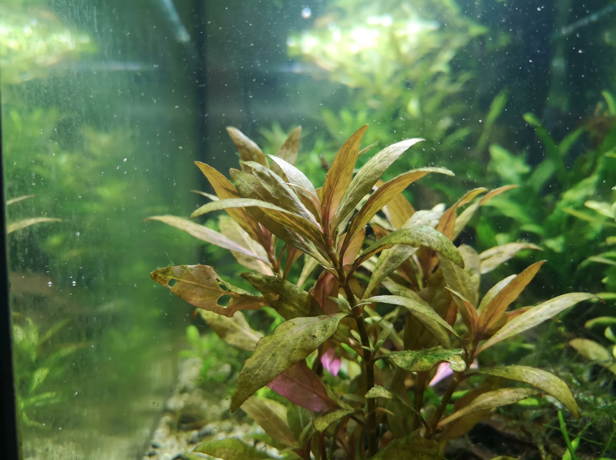 Alternanthera reineckii 'Kleines Papageienblatt'