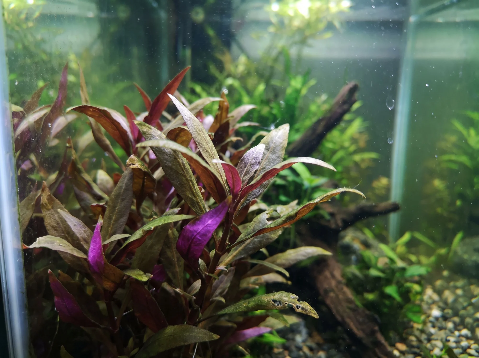 Alternanthera reineckii 'Lilacina'