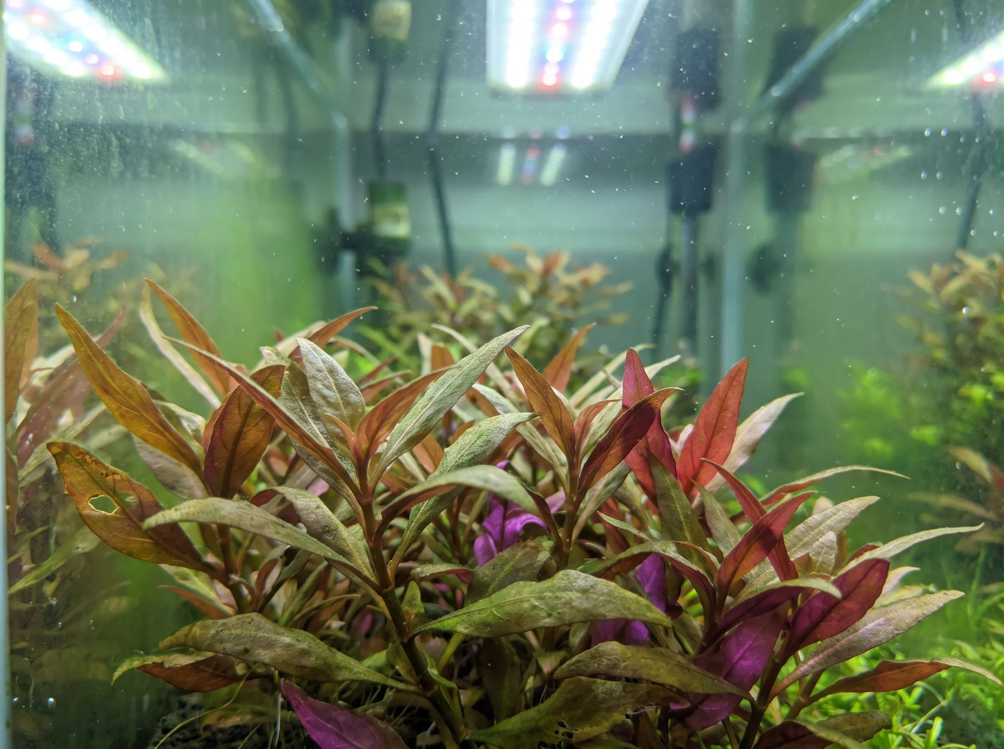Alternanthera reineckii 'Mini'