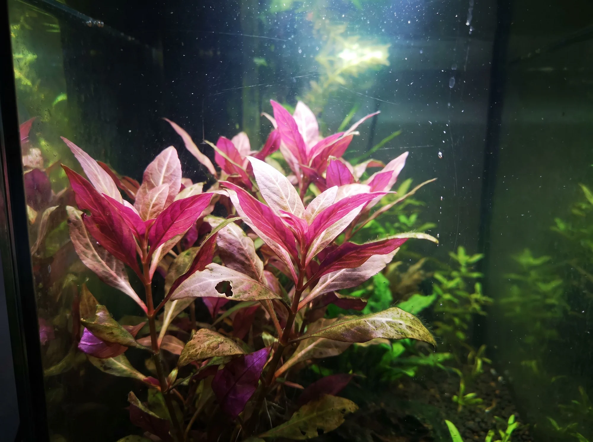 Alternanthera reineckii 'Rosanervig'