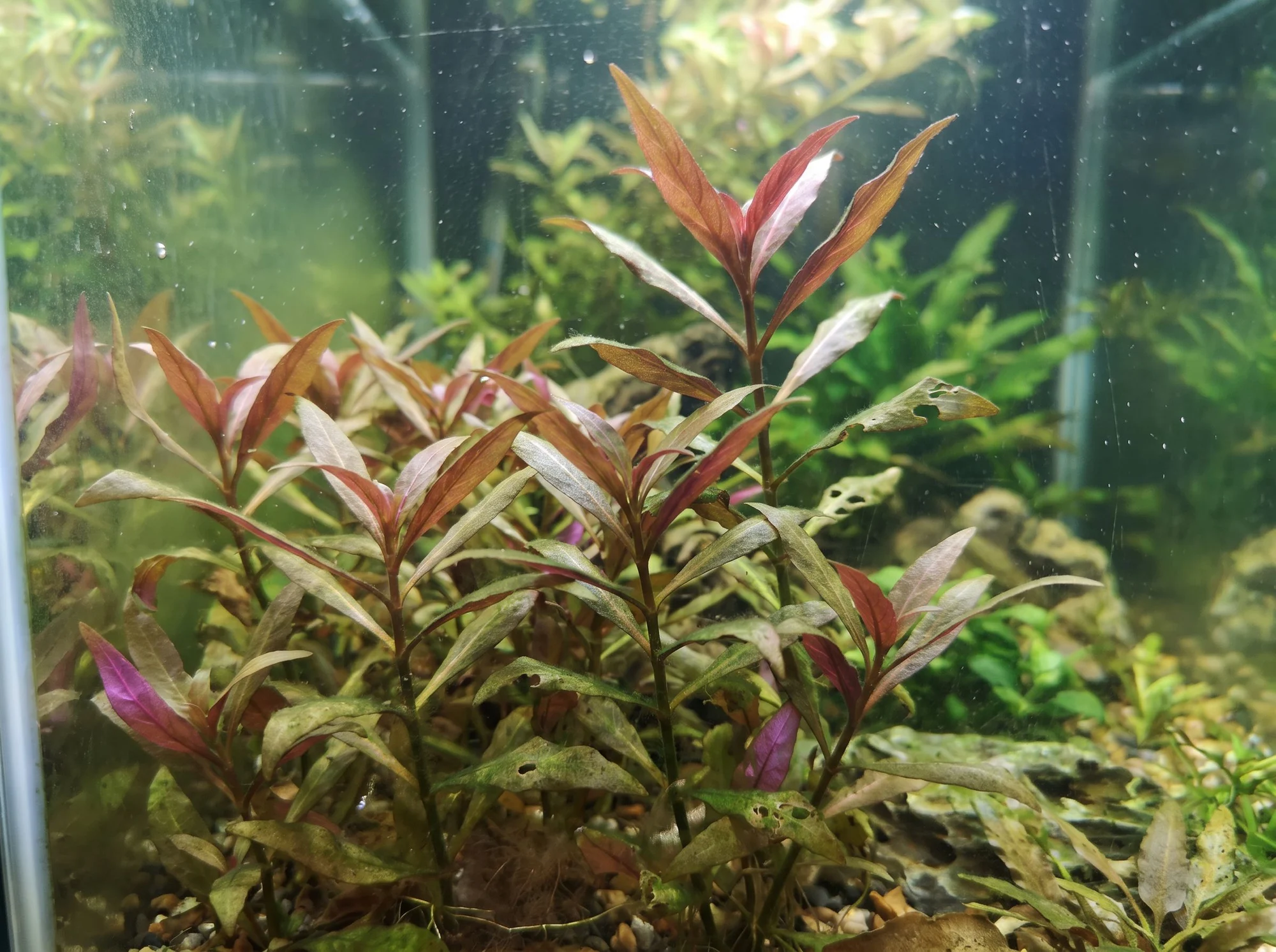 Alternanthera de Reineck