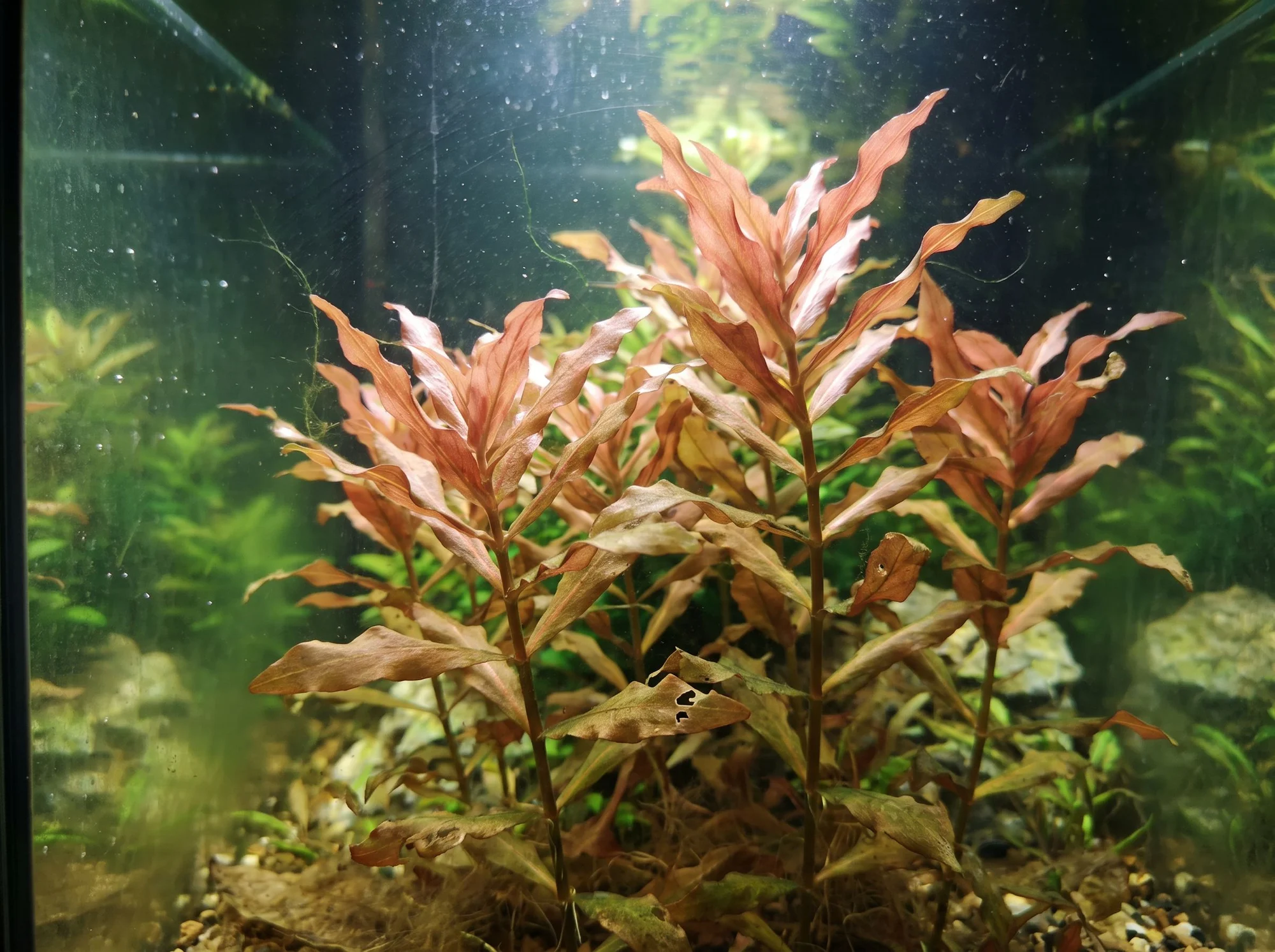 Ammannia grande