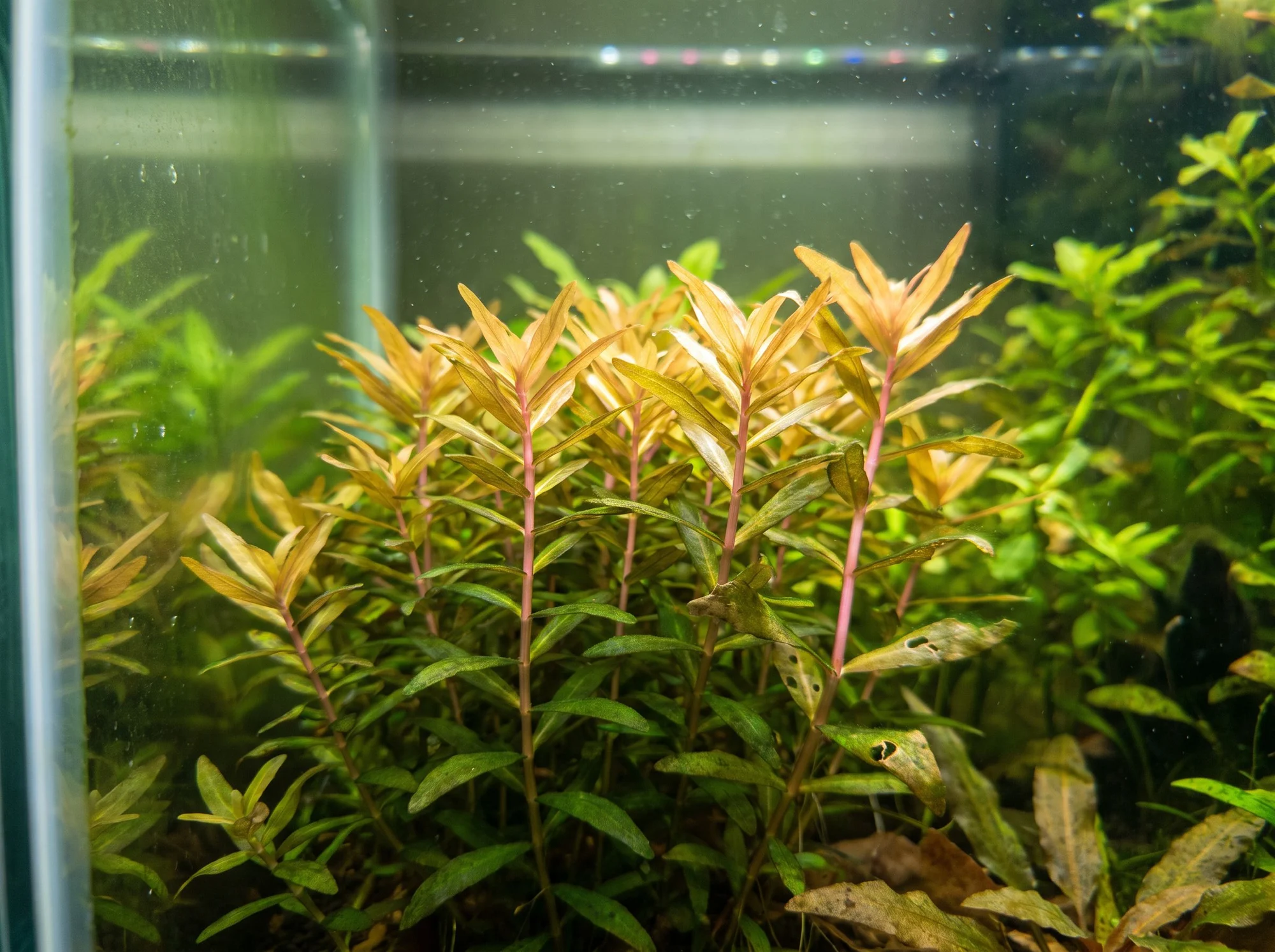 Ammannia dorada