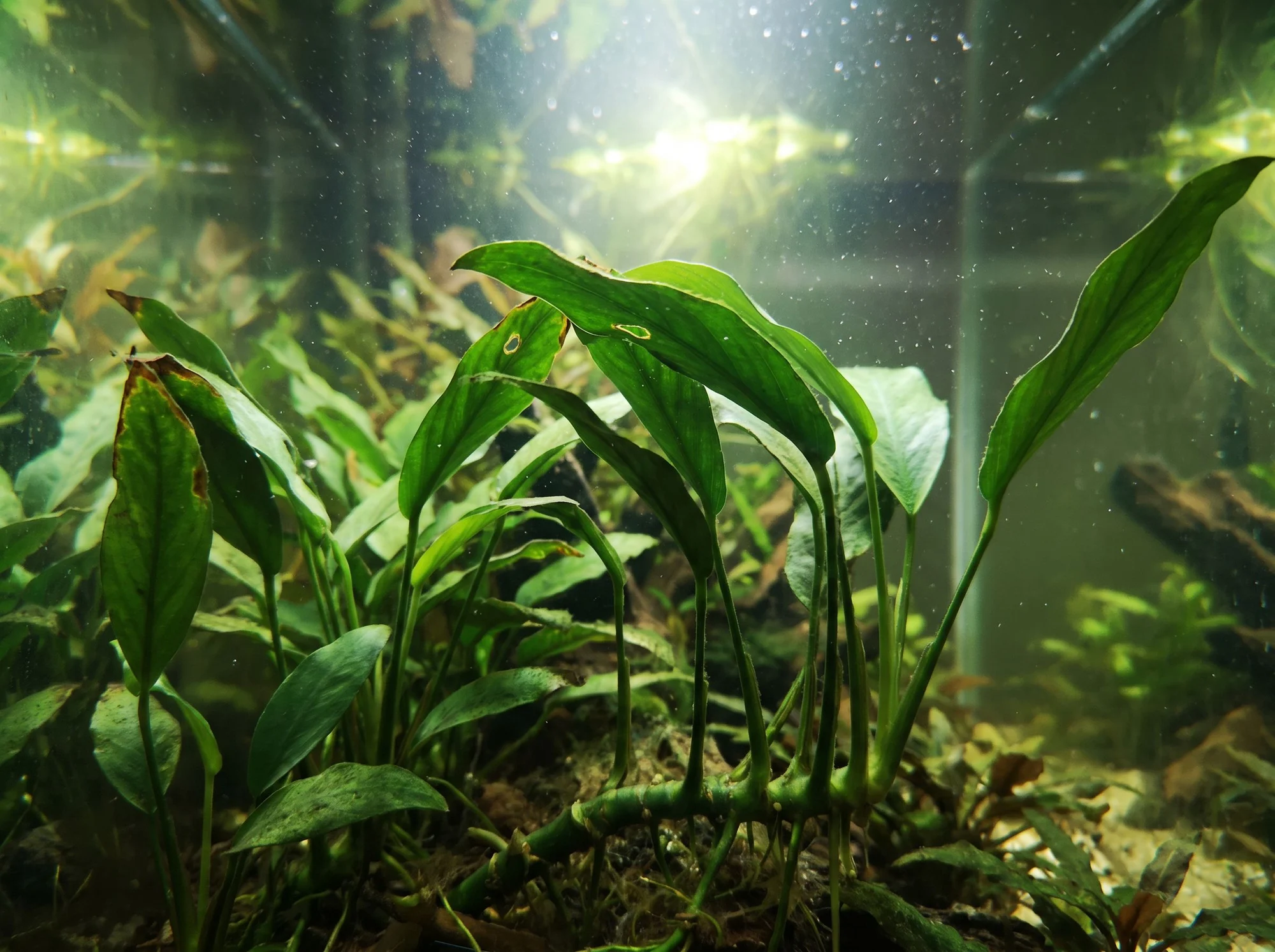 Afzelius's Anubias