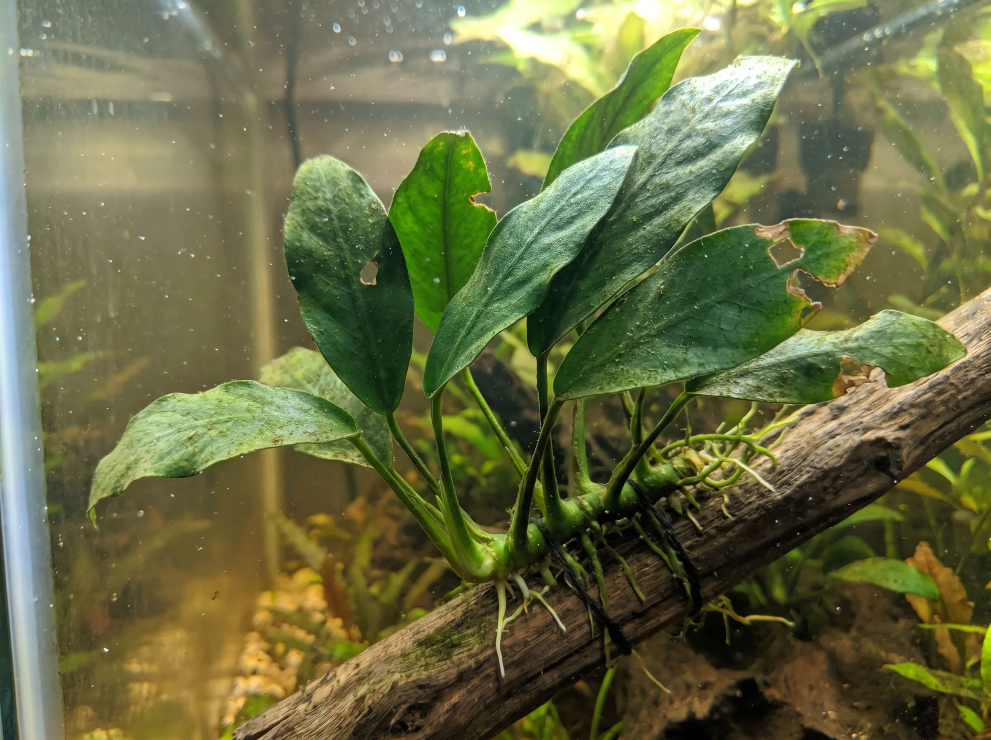 Anubias barteri var. angustifolia