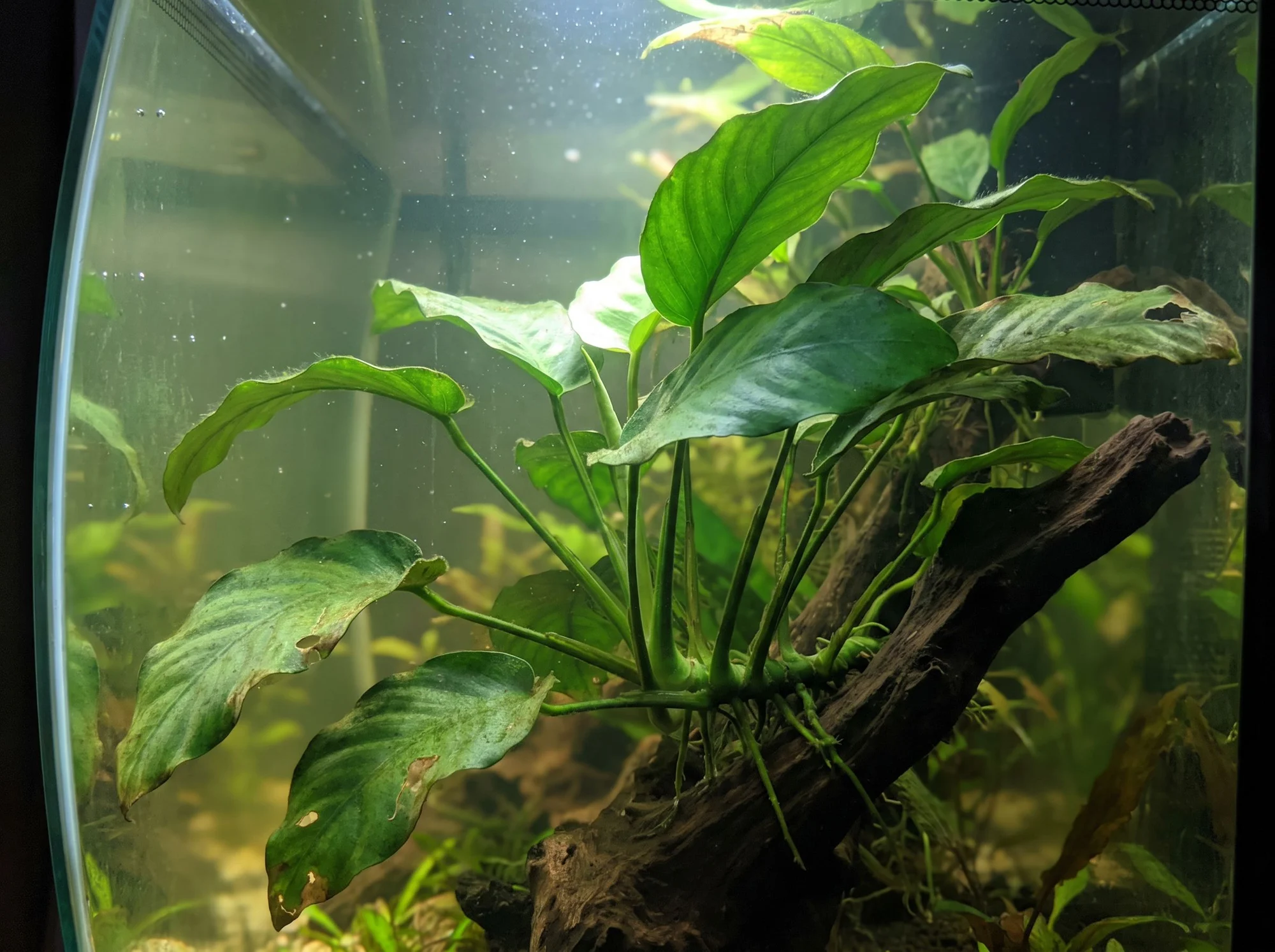 Anubias barteri var. barteri
