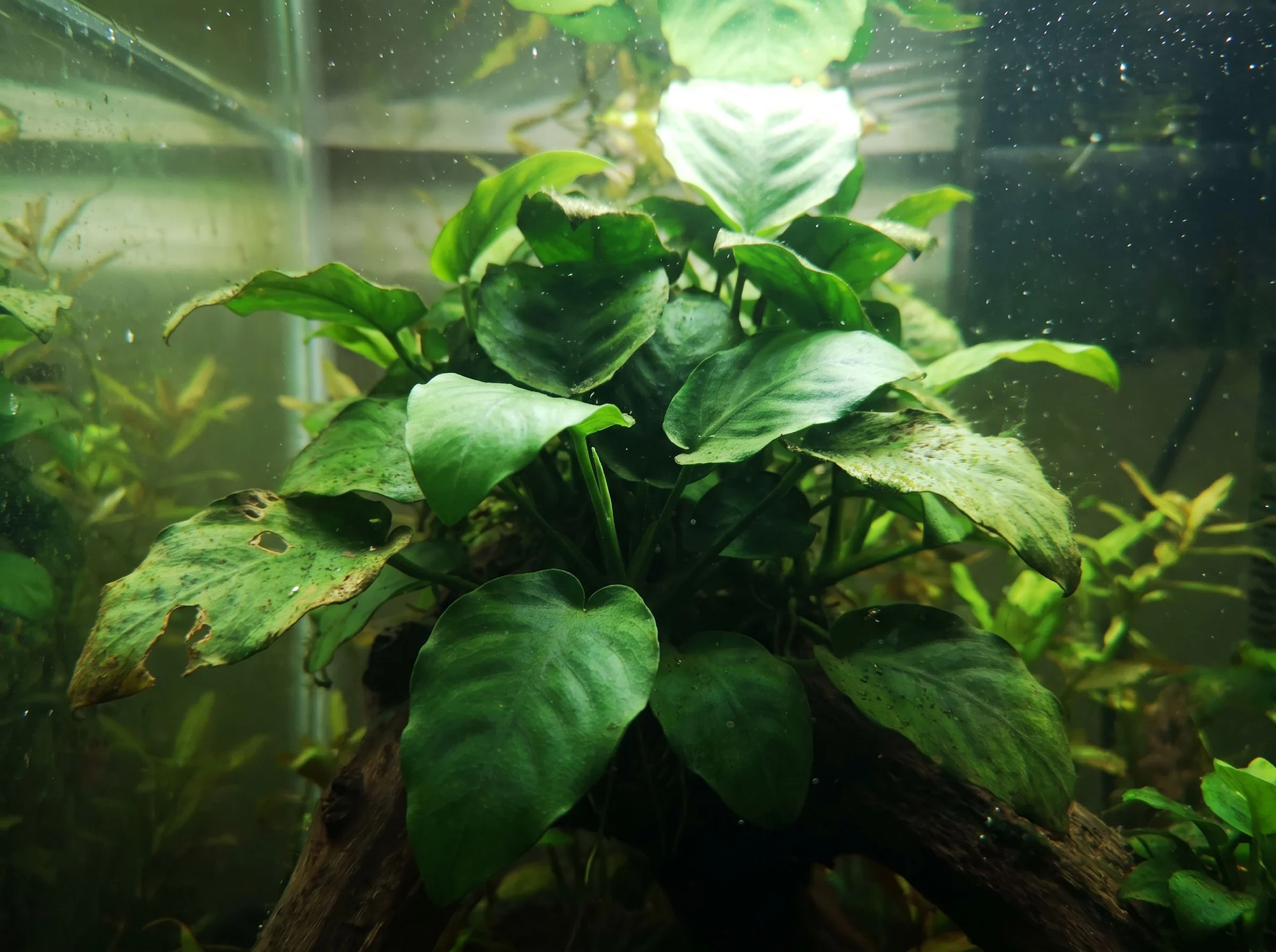 Anubias barteri var. caladiifolia