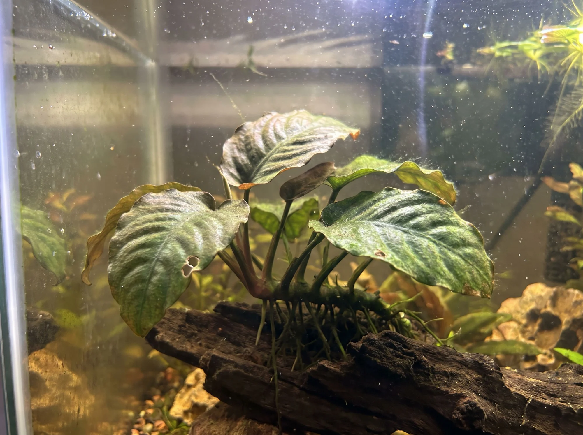 Anubias barteri var. coffeifolia