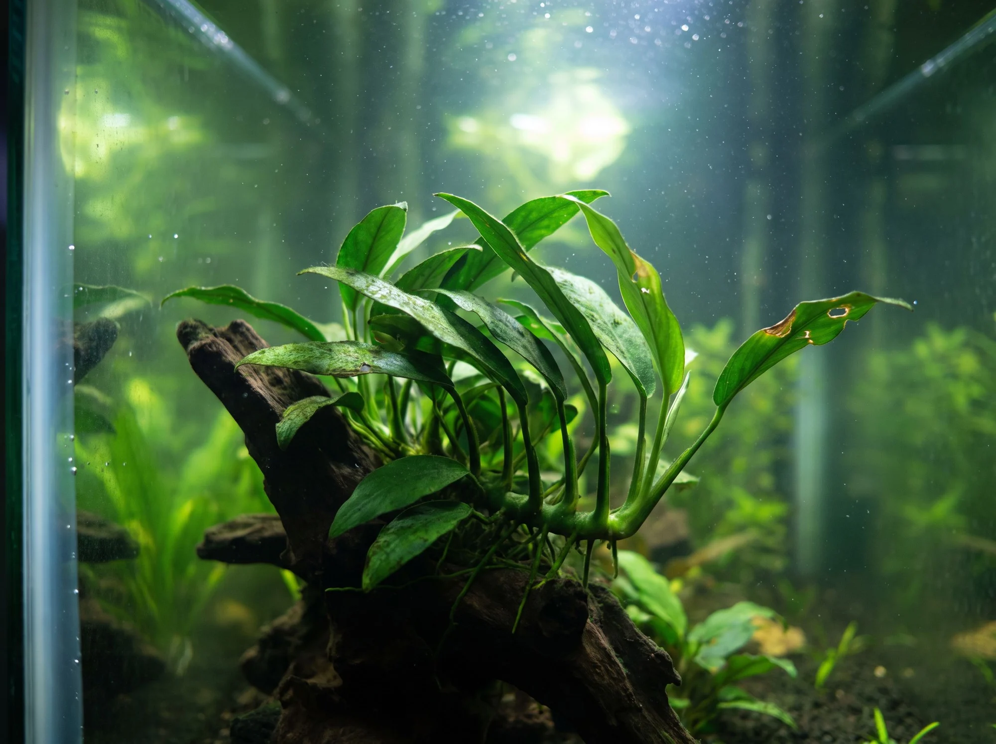 Anubias barteri var. glabra