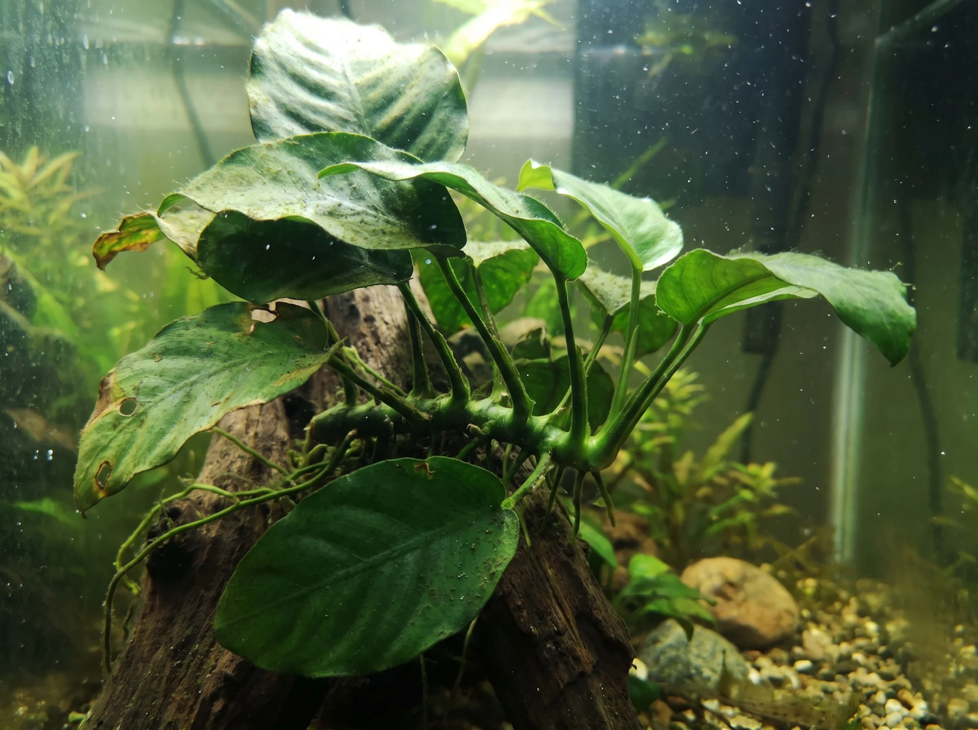 Anubias