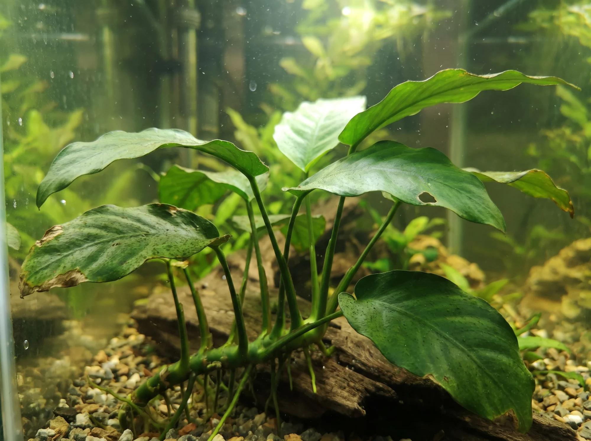 Anubias grácil