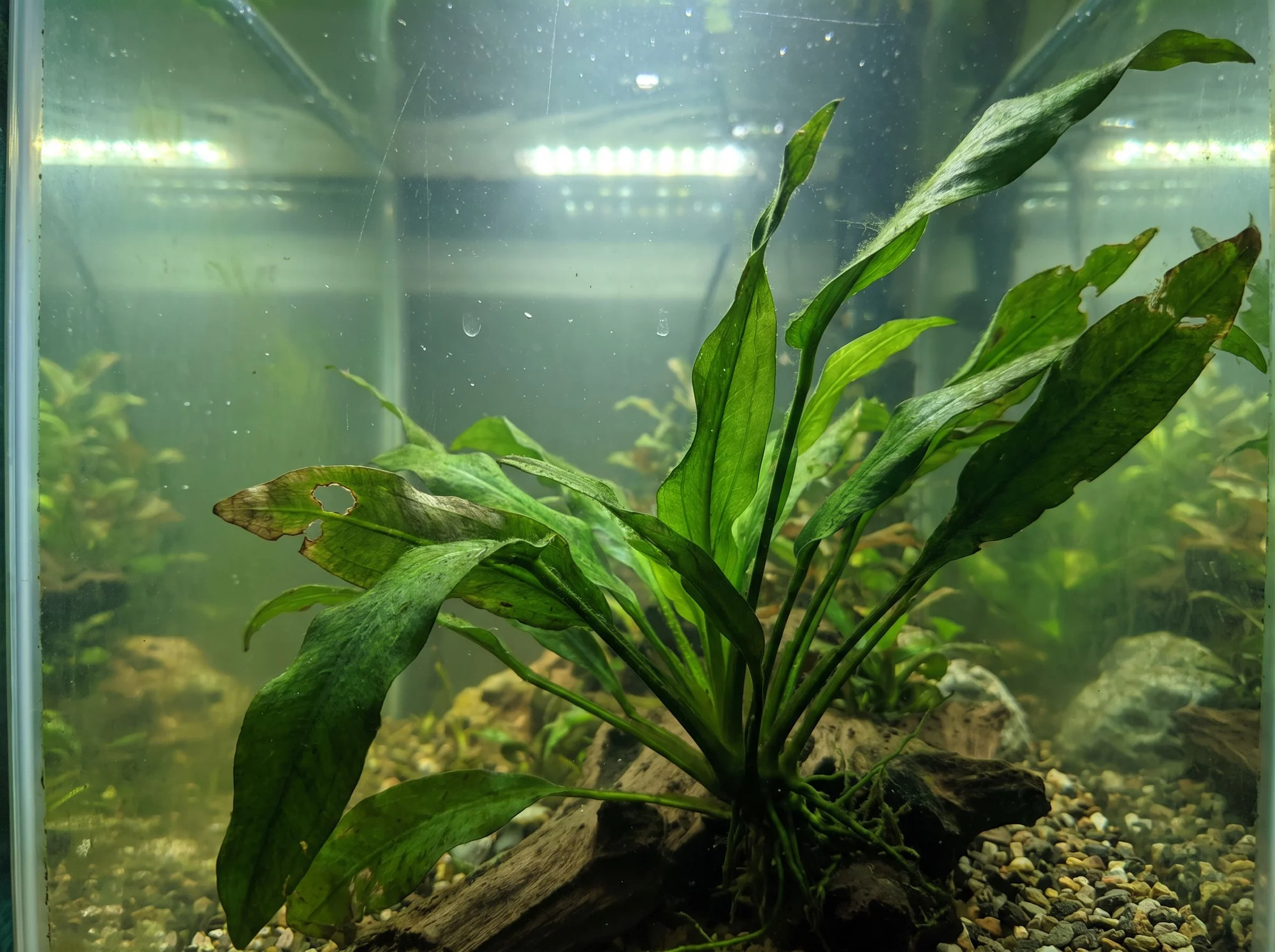 Congo Anubias