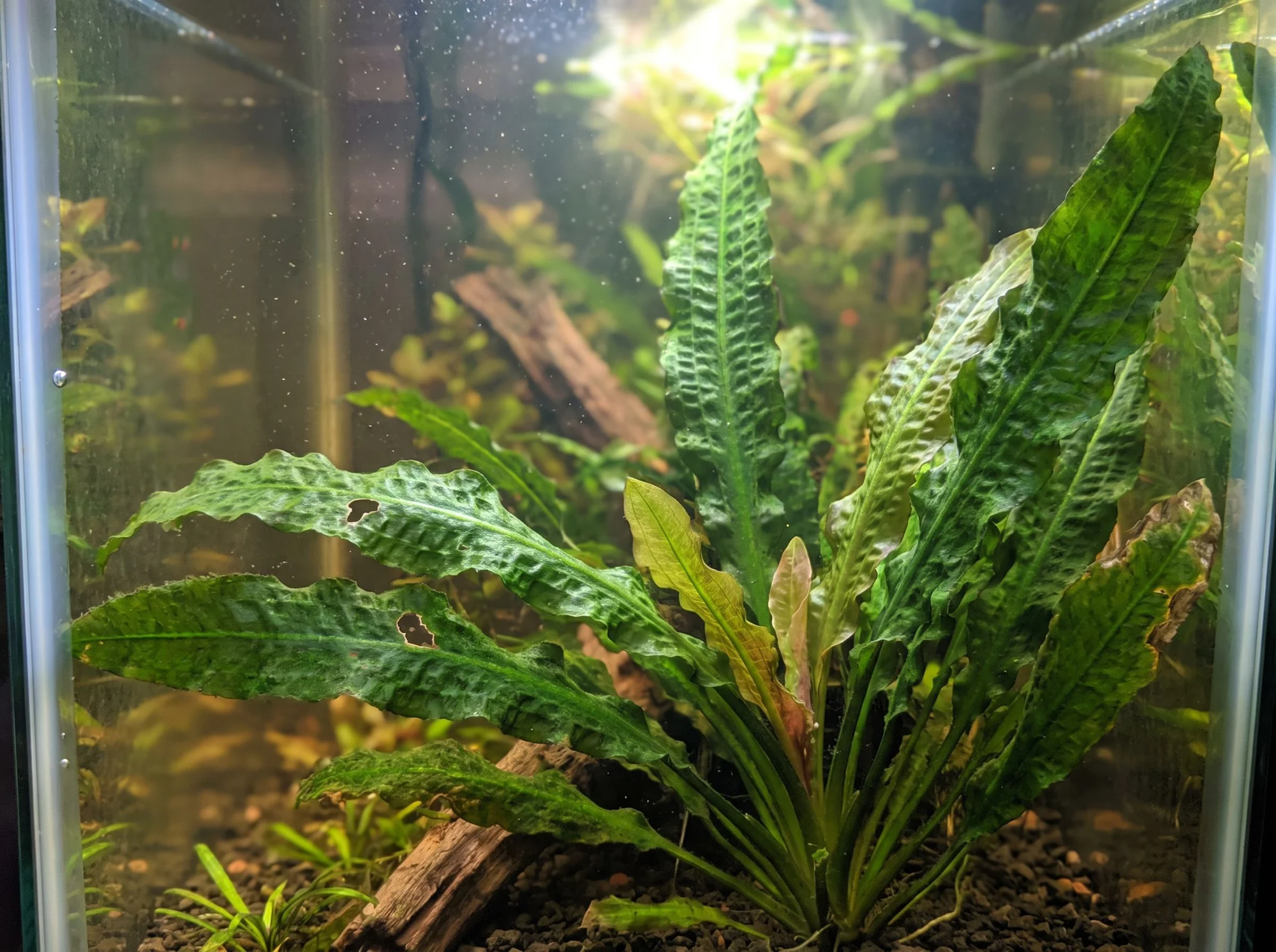 Boivin's Aponogeton