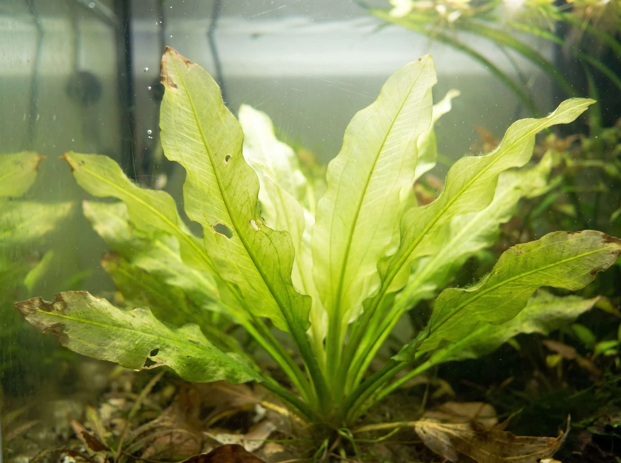 Crinkled Aponogeton