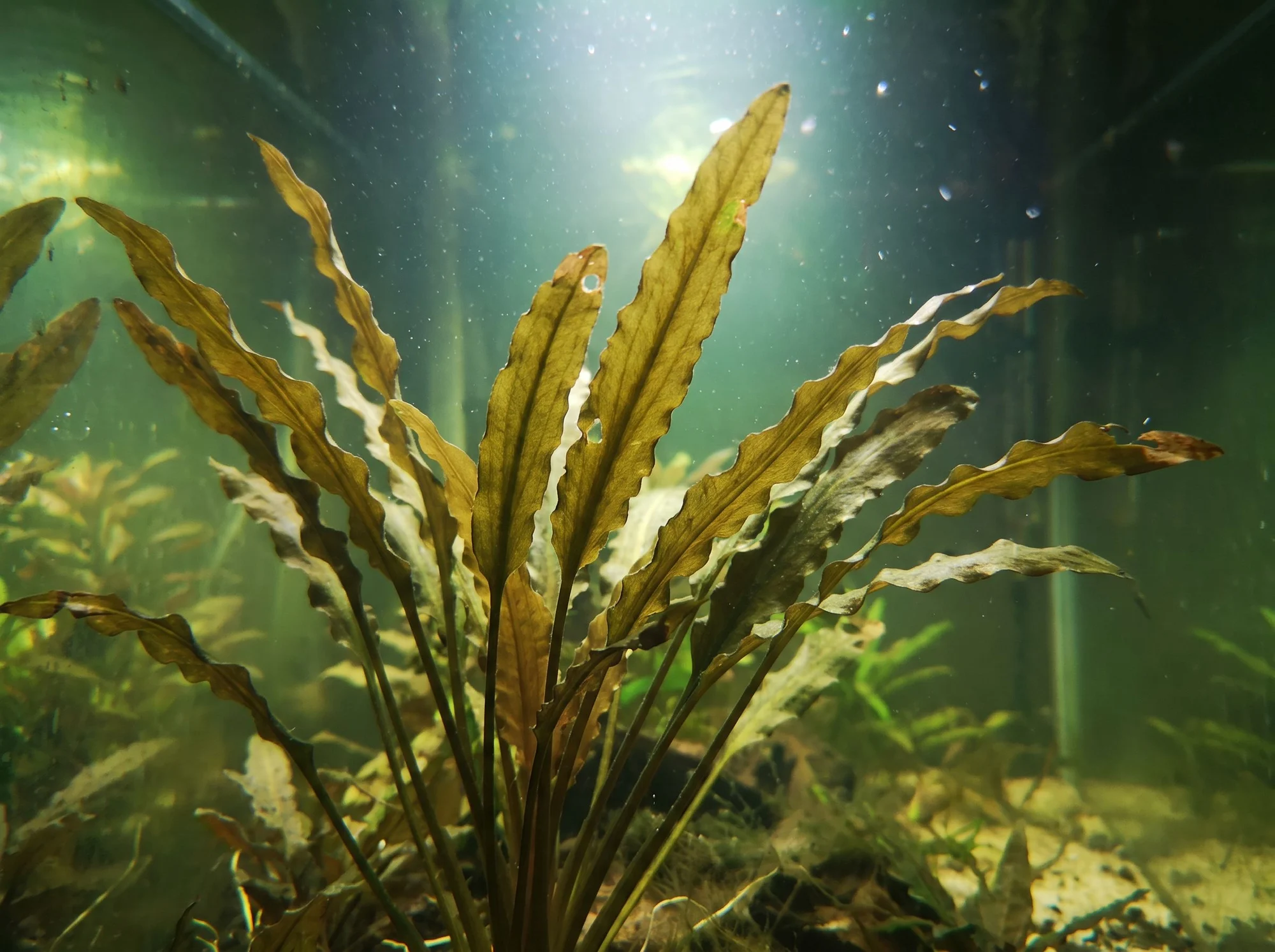 Aponogeton ondulado
