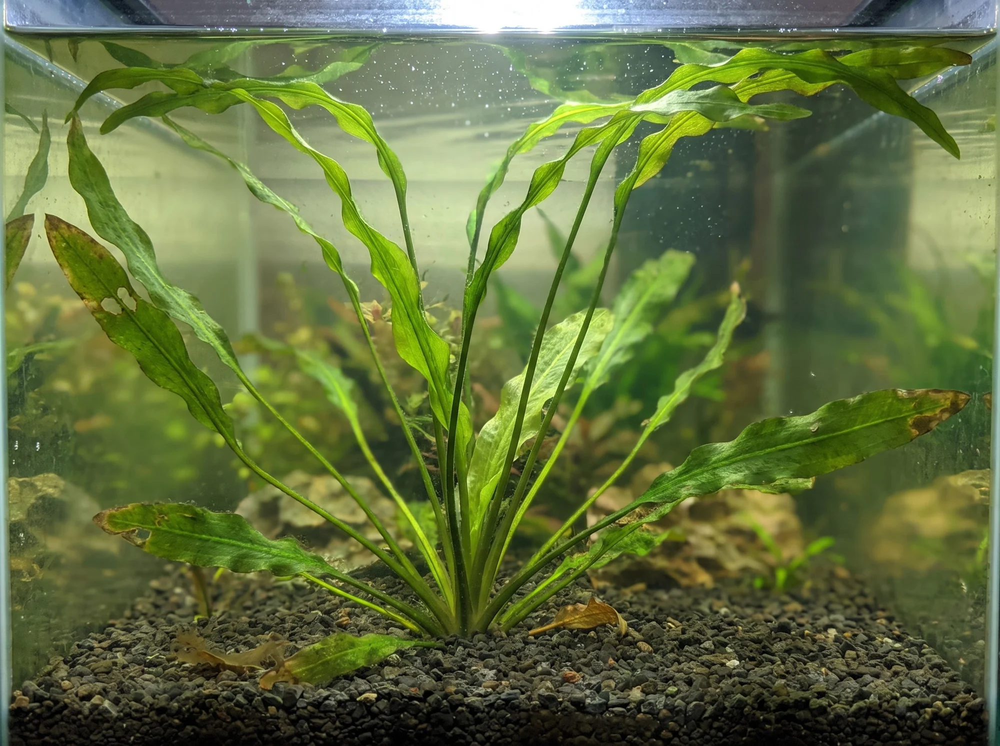 Aponogeton flotante
