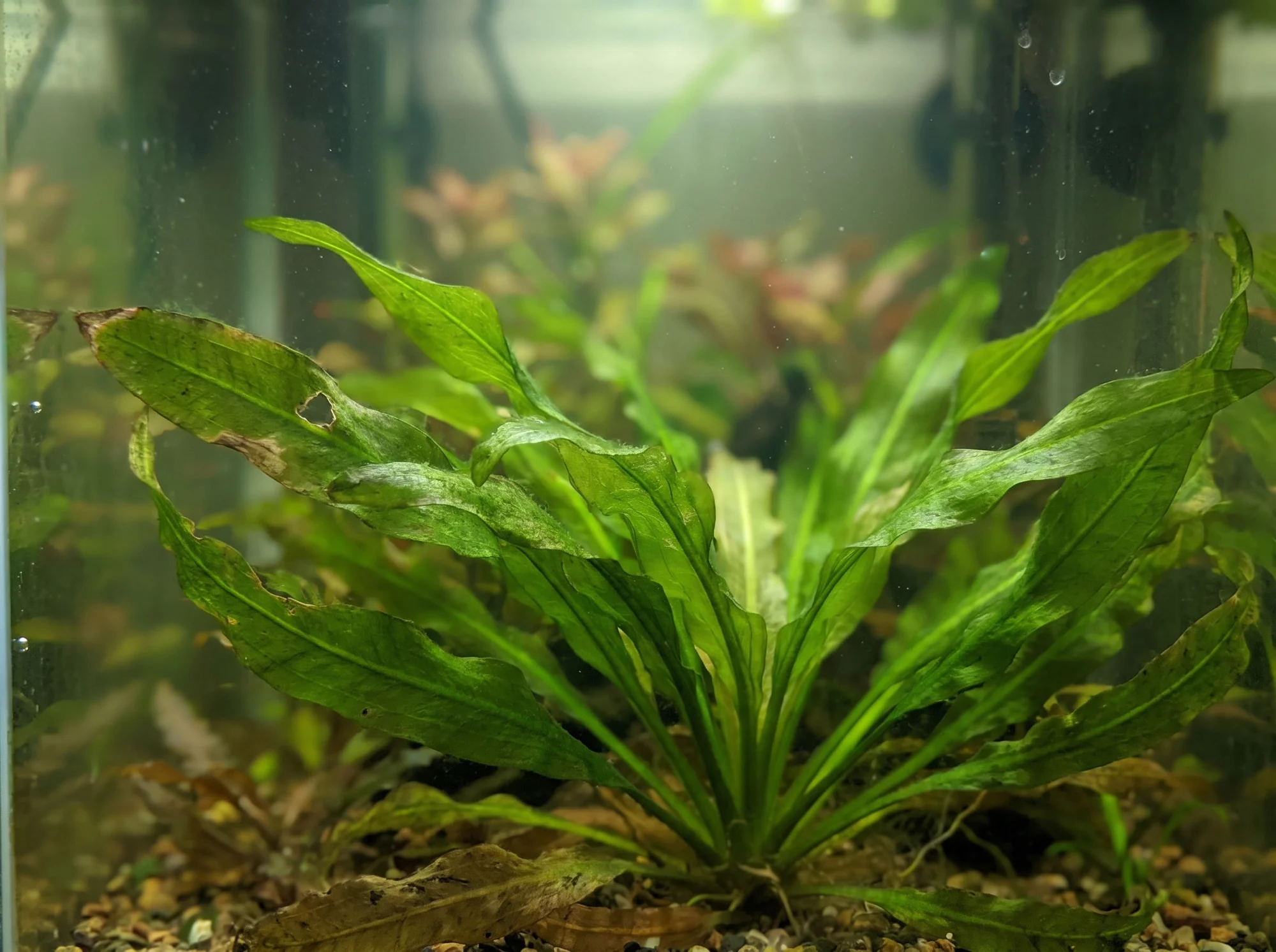 Aponogeton de Robinson