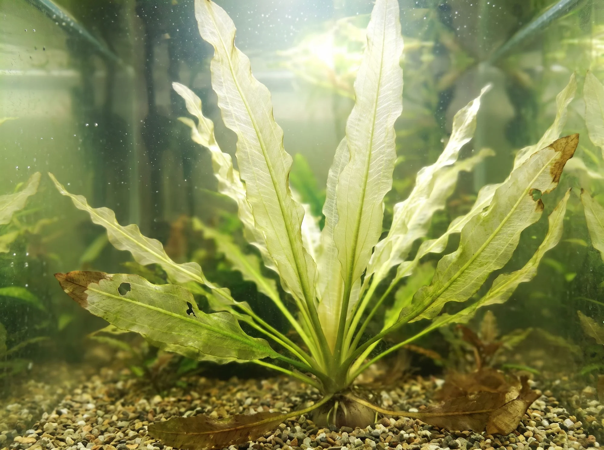 Aponogeton de hoja ondulada