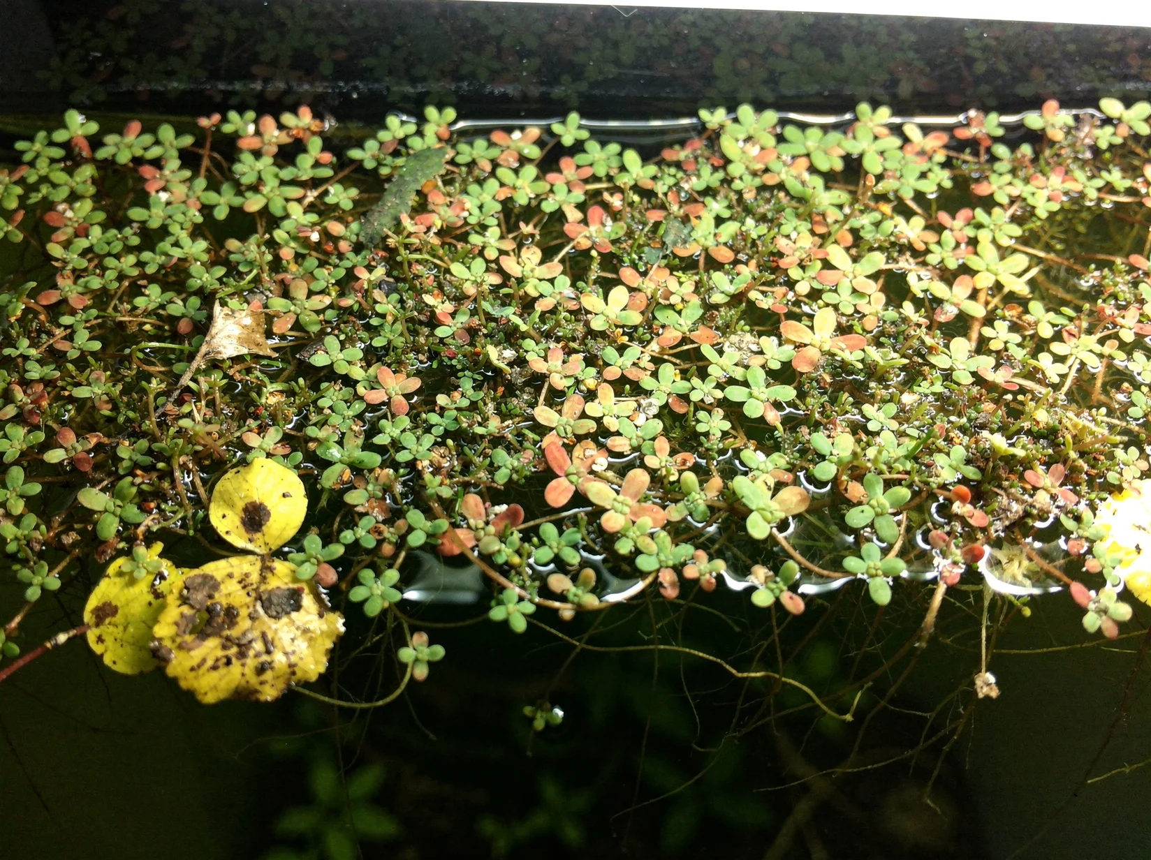Carolina Mosquito Fern