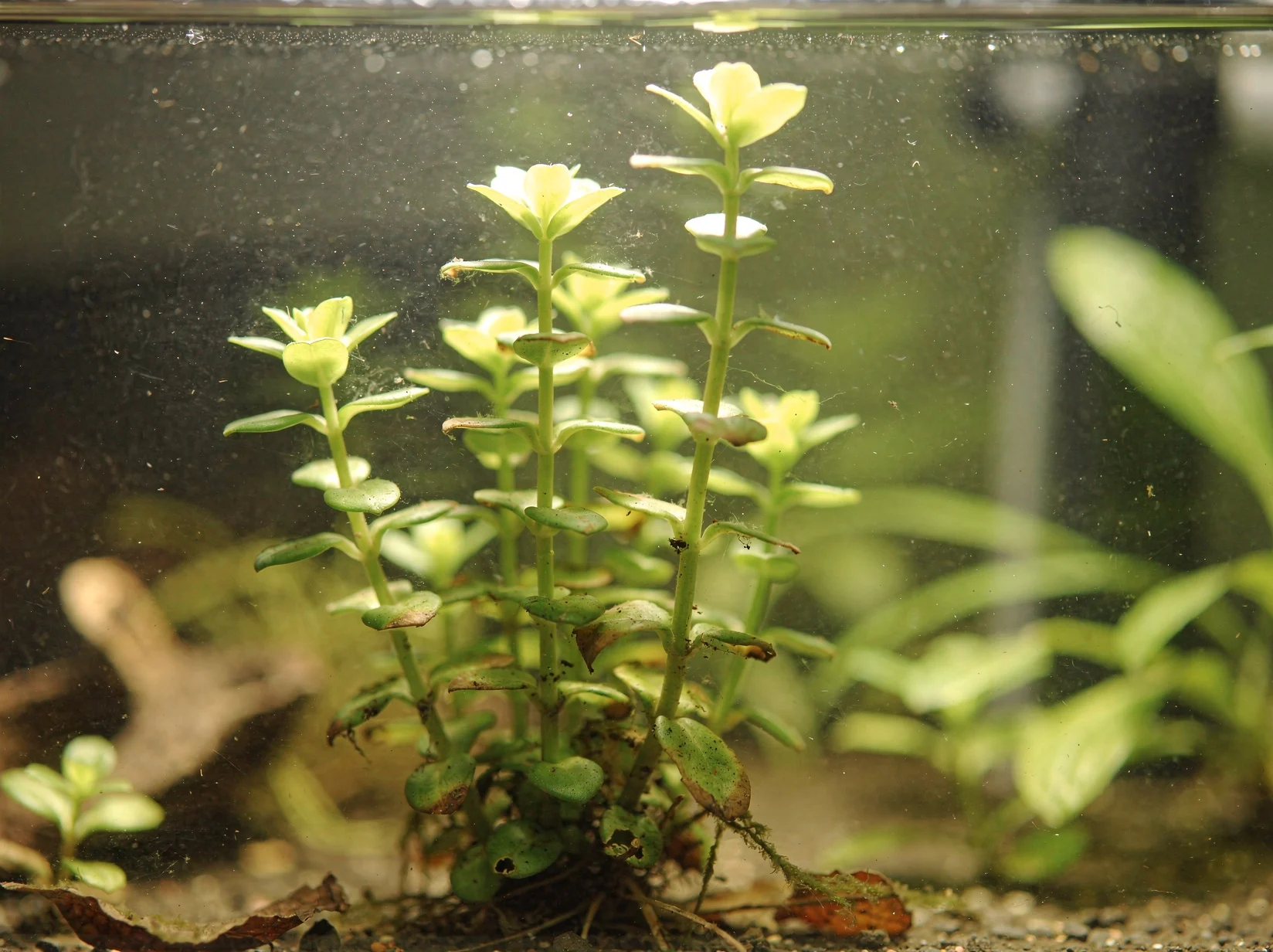 Bacopa monnieri 'Compact'