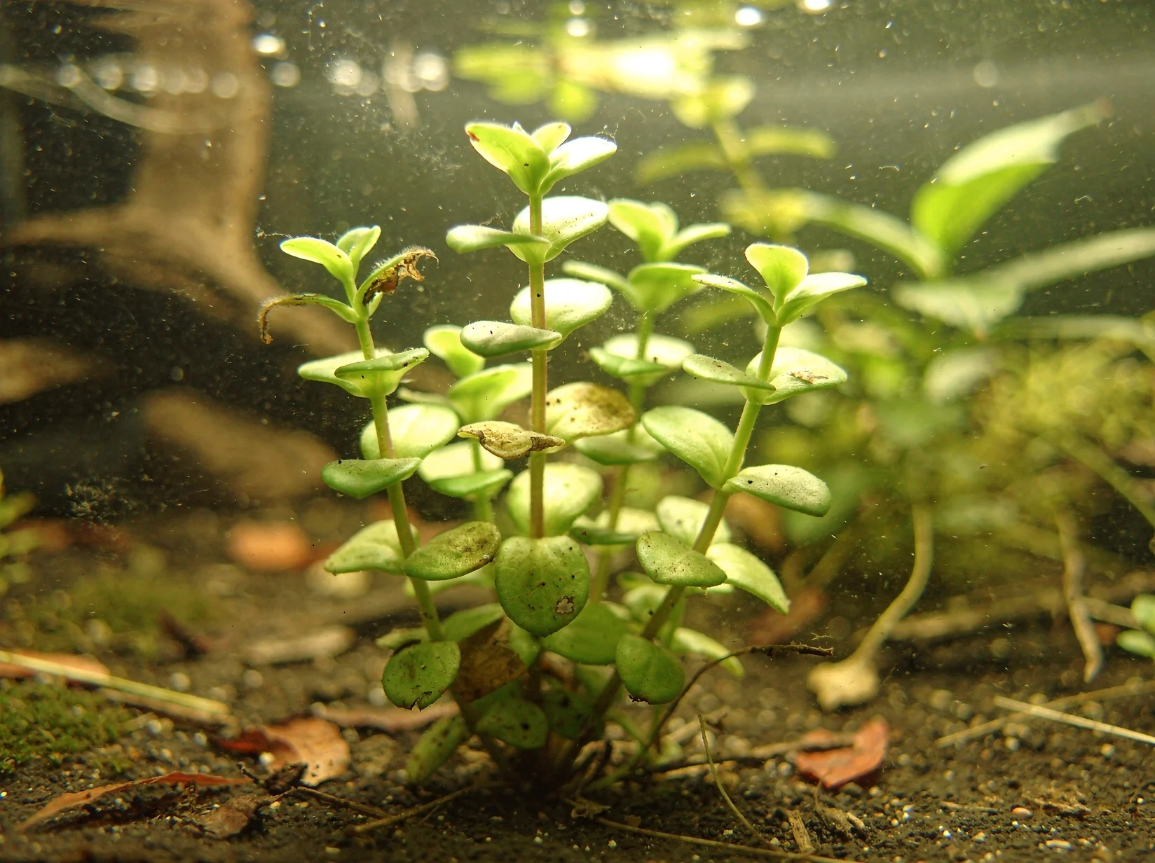 Bacopa monnieri 'Rundblättrig'