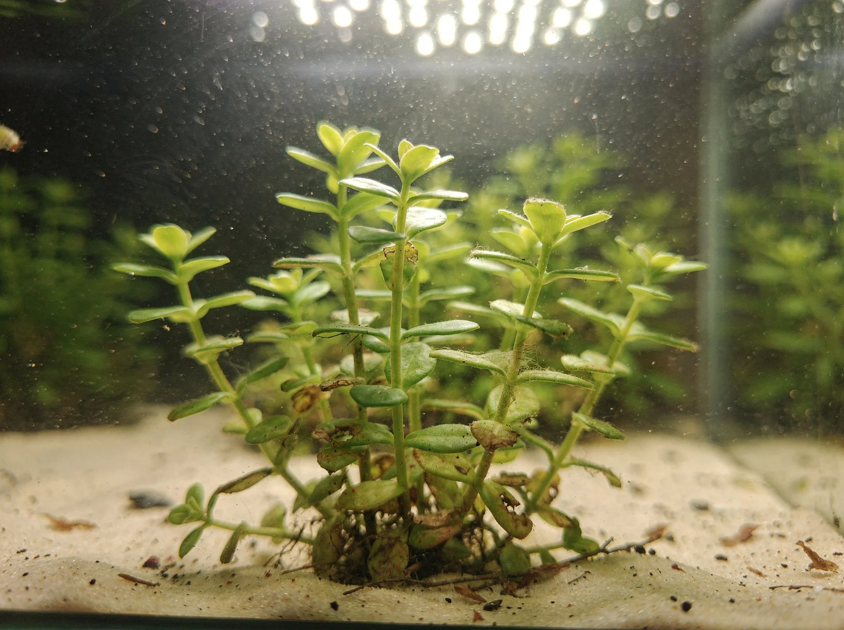Moneywort