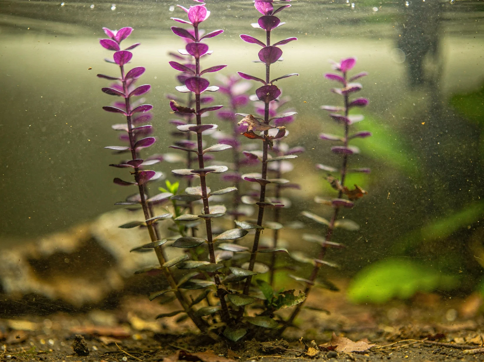 Bacopa púrpura
