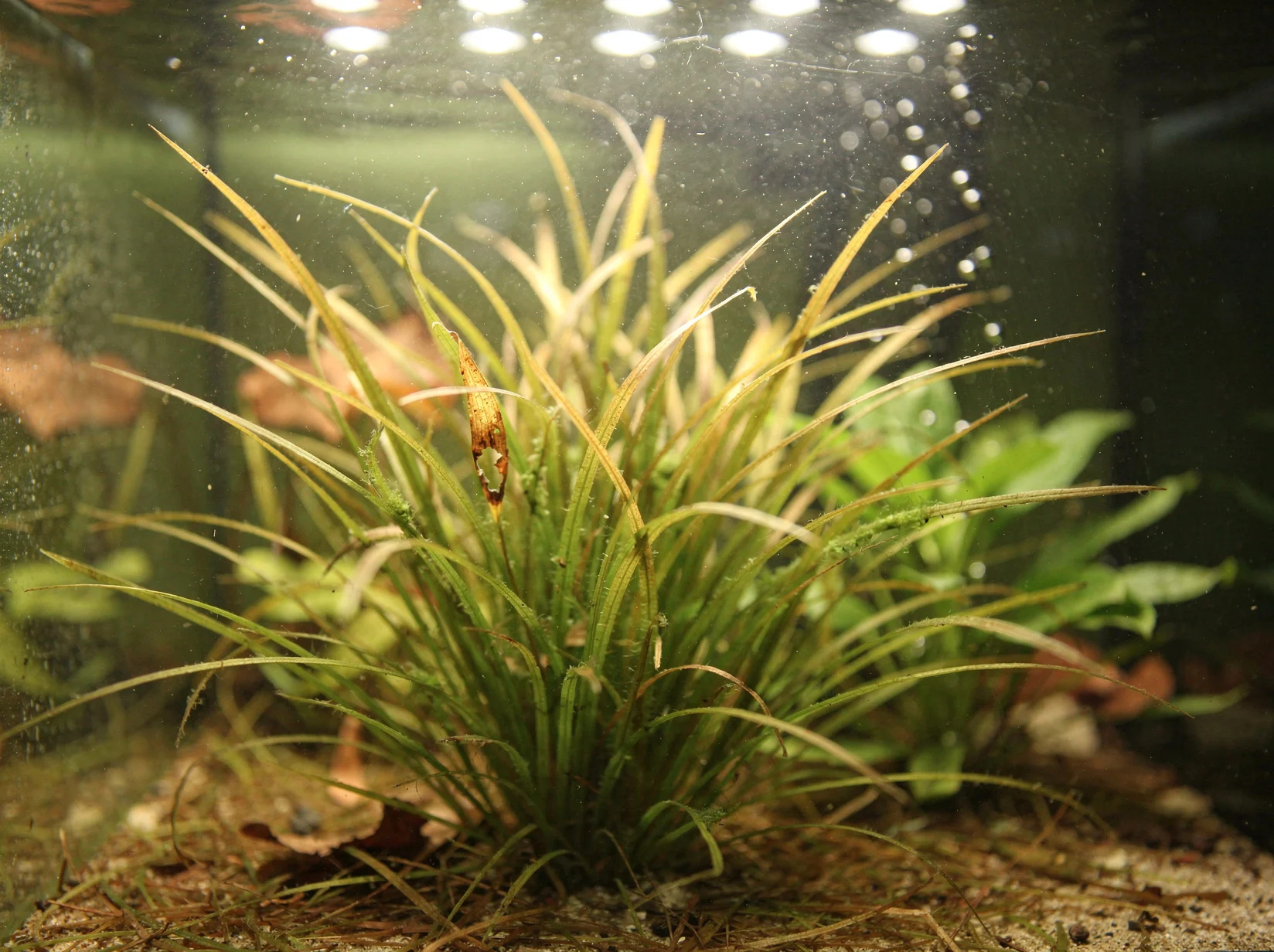 Blyxa japonica var. alternifolia