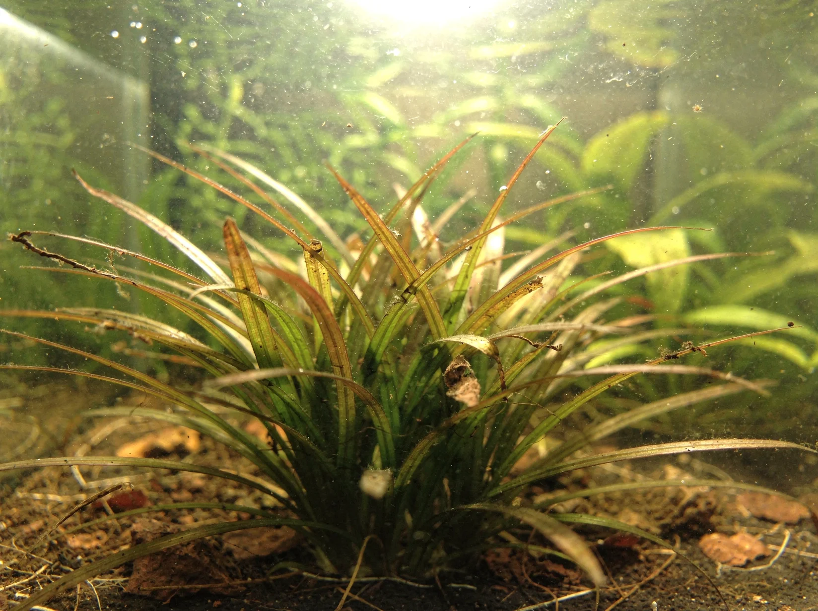 Blyxa japonica var. japonica