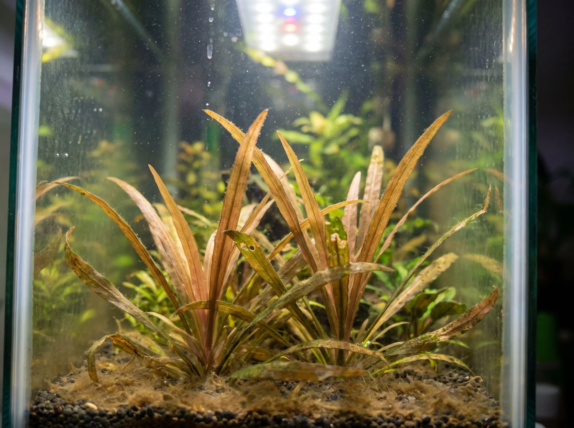 Blyxa