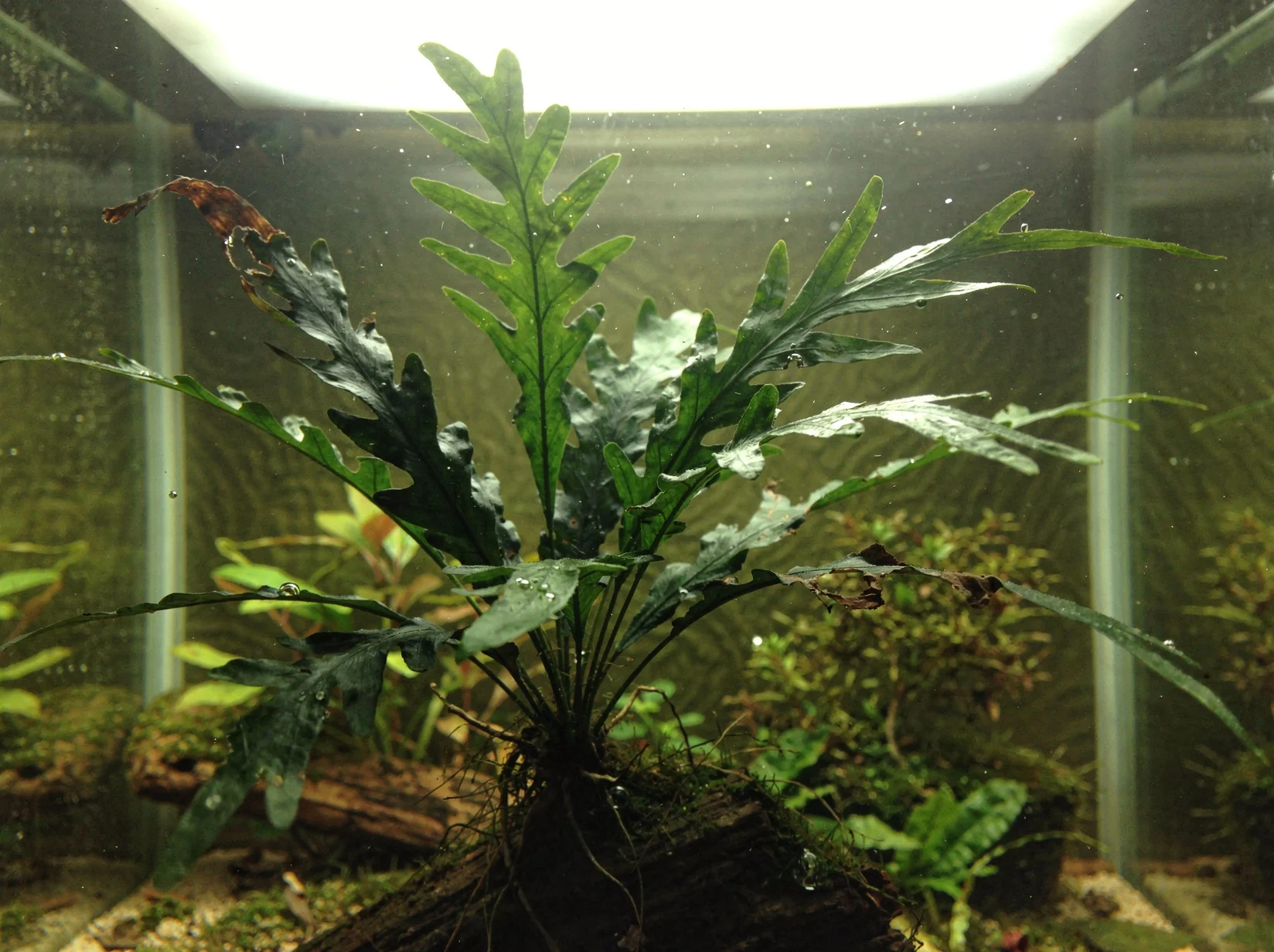 Bolbitis heteroclita 'cuspidata'